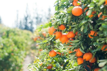An orange tree branch full of ripe fruit, ready for harvest.