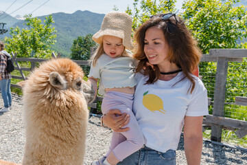 Farm with alpacas, family with cute little child feed them with carrots