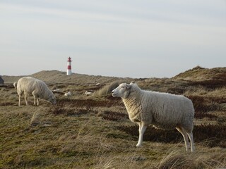 A sheep grazing in a coastal pasture with a lighthouse in the background.