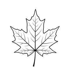 Maple leaf outline isolated on white background