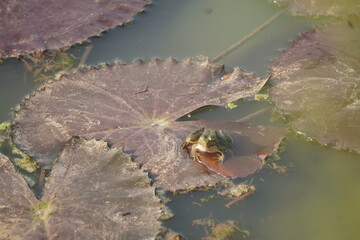Frog sitting peacefully on a lotus leaf in a calm pond, symbolizing balance, nature&rsquo;s beauty, and tranquil harmony