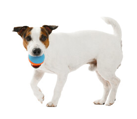 Cute dog playing with toy on white background. Lovely pet