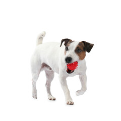 Fototapeta premium Cute dog playing with toy on white background. Lovely pet