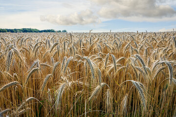 Barley fields in the granary of Austria