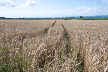 Barley fields in the granary of Austria