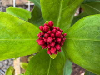 A close-up, top-down view of vibrant red flower buds surrounded by lush green leaves, with a small insect.