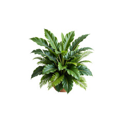 Lush green tropical plant with large leaves in a pot isolated on transparent background