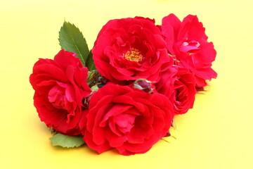 Several buds of red wild rose lie on a yellow background.