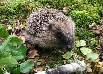 hedgehog in the forest