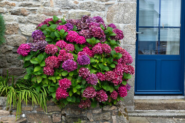 hortensia, maison, Bretagne