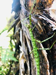 Stick insect on a tree