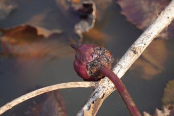 Elegant water lily or lotus flower symbolizes purity and beauty, blooming gracefully in calm waters...