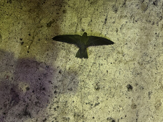 A dead swiftlet (burung walet) lying on a rough, textured concrete or asphalt surface.