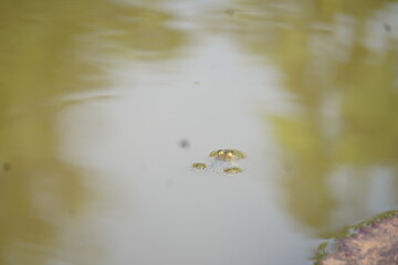Frog sitting peacefully on a lotus leaf in a calm pond, symbolizing balance, nature’s beauty, and tranquil harmony