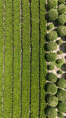 Tree Farm from Drone point of view