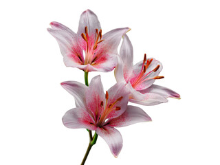 Fototapeta premium Delicate pink spotted lilies against a stark black background white stamens, Isolated, Transparent Png