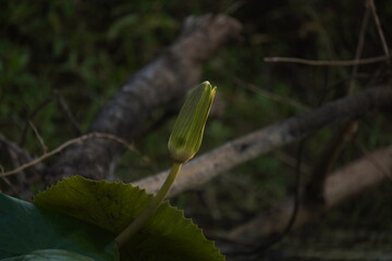 Elegant water lily or lotus flower symbolizes purity and beauty, blooming gracefully in calm waters...