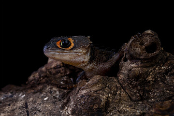 Close-up of Red-eye crocodile skink isolated on black background, Tribolonotus gracilis