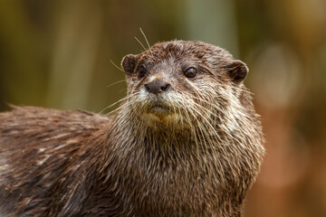 oriental small river otter