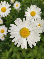 Obraz premium Beautiful summer flowers. Leucanthemum vulgare