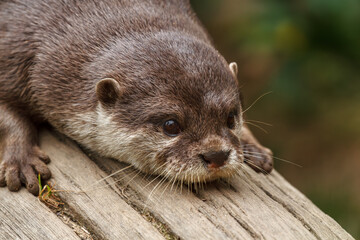 otter on the tree