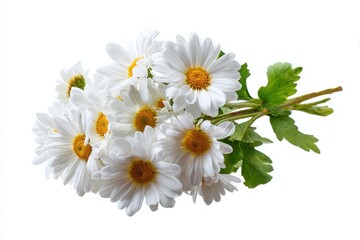 bouquet of daisies isolated