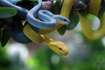 Blue and Yellow white-lipped snakes coiled around each other in a tree (Trimeresurus insularis)
