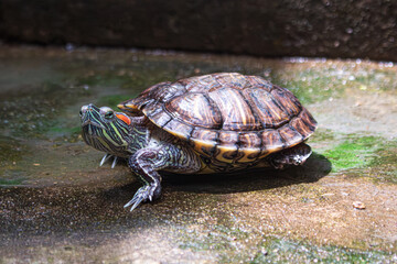 La tortuga de orejas rojas está tomando el sol