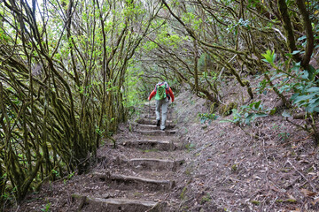 Trek &agrave; Mad&egrave;re 2025 - Jour 6 (Achadas da Cruz, Vereda do Calhau, vereda da Ladeira, For&ecirc;t de Fanal dans la brume)