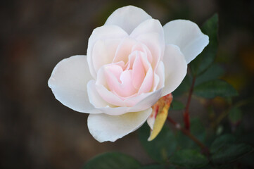 Beautiful white rose with delicate petals