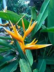 Close-up of a vibrant yellow Heliconia flower, also known as false bird of paradise, showcasing its...