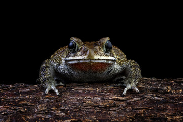 Asian common toad sitting on a wood, Duttaphrynus melanostictus front view, Asian black-spined toad ,common Sunda toad, and Javanese toad isolated on black background