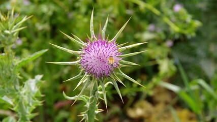 milk thistle bloom in winter in israel december