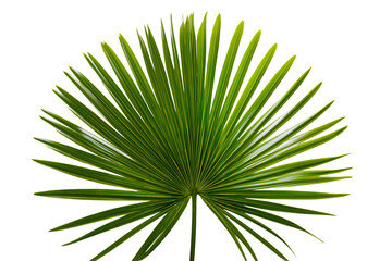 Close up of a vibrant green palm leaf.