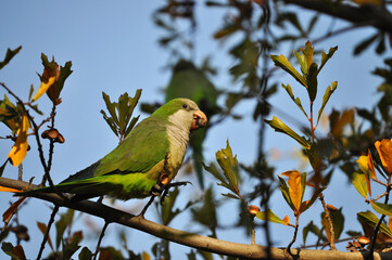 Small parrot eating on a tree branch