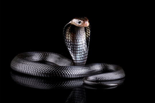 Javanese cobra snake isolated on black background, snake habitat in Java Indonesia, Naja sputatrix