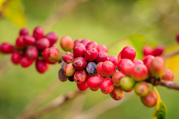 red raw coffee beans on the brances of the coffee tree in the plantation north of chiang mai thailand,