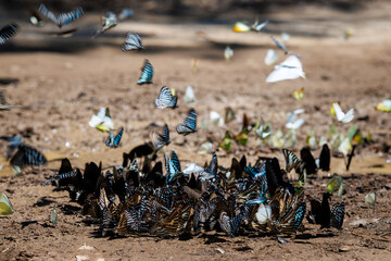 flock of various butterfly species gathers on the forest floor, showcasing interesting group behavior and rich nature.