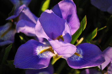Light contrast on Algerian Lily or Winter Lily