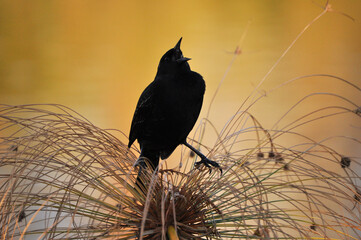 Male Trile bird singing and perched on a papyrus plant in autumn