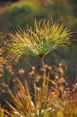 Papyrus spike at sunset in autumn - vertical format