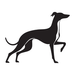 Graceful Whippet canine digital black silhouette, showcasing its distinctive and athletic form - Whippet silhouette - Whippet Vector - Silhouette of Whippet - dog vector

