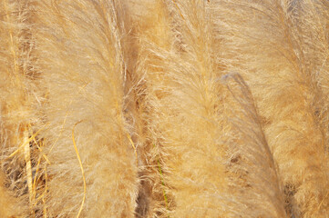 Cortaderia Selloana plant background and texture