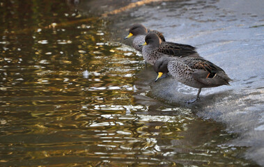 Little ducks on the shore of the lake