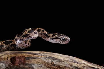 Boiga cynodon snake on branch, dog-toothed cat snake