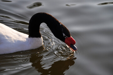 Beautiful black-necked swan drinking water