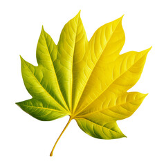 Leaves Clipart, Leaves Png, Leaf Clipart png