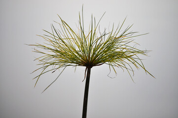 Silhouette of papyrus stem and spike
