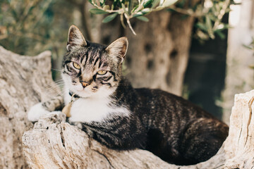 Cute tabby grey cat lying on a branch of old olive tree, Montenegro.