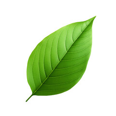 Leaves Clipart, Leaves Png, Leaf Clipart png